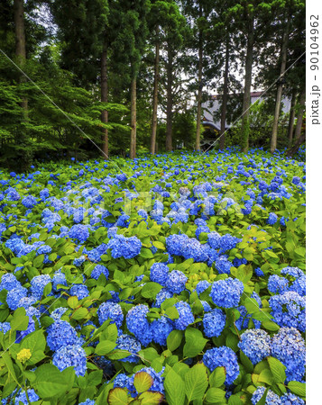 【秋田県】男鹿半島 雲昌寺の紫陽花 死ぬまでに行きたい絶景 90104962