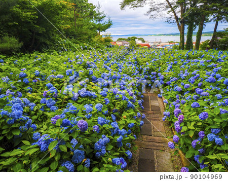 【秋田県】男鹿半島 雲昌寺の紫陽花 死ぬまでに行きたい絶景 【秋田県】男鹿半島 雲昌寺の紫陽花 死ぬまでに行きたい絶景 90104969