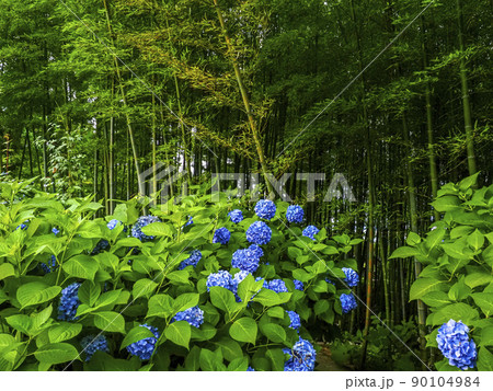 【秋田県】男鹿半島 雲昌寺の紫陽花 死ぬまでに行きたい絶景 【秋田県】男鹿半島 雲昌寺の紫陽花 死ぬまでに行きたい絶景 90104984