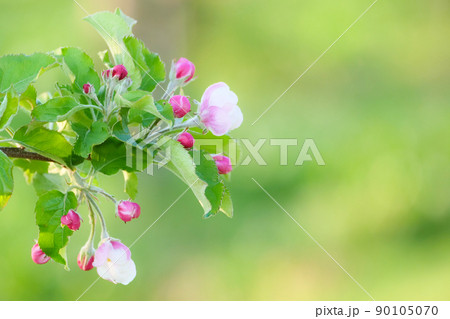 風景植物、写真 りんごの花咲くとき 北国岩手に愛らしいりんごの花が咲くの写真素材 [90105070] - PIXTA