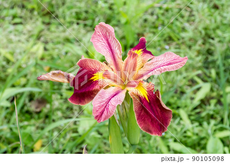 花 フラワー お花 90105098