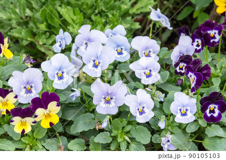 三色スミレ 花 フラワー 90105103