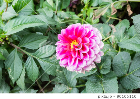 花 フラワー お花 90105110