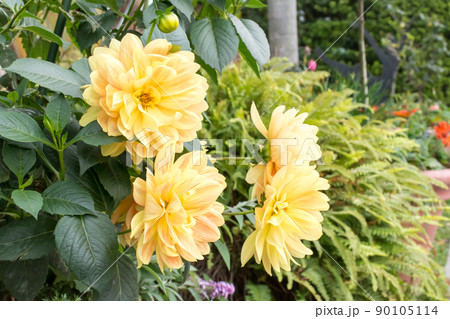 花 フラワー お花 90105114