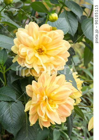 花 フラワー お花 90105115