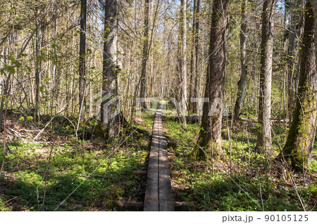 wooden walking trail in the woods. tourist route wooden walking trail in the woods. tourist route 90105125