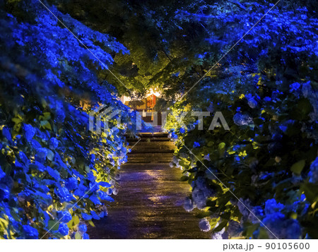 【秋田県】男鹿半島 雲昌寺の紫陽花 ライトアップ 90105600