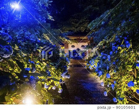 【秋田県】男鹿半島 雲昌寺の紫陽花 ライトアップ 90105601