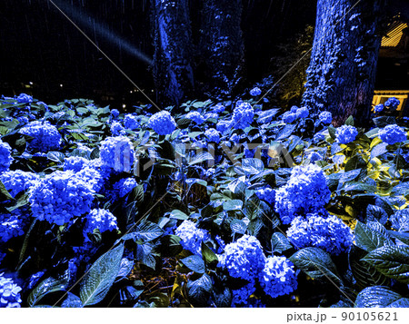 【秋田県】男鹿半島 雲昌寺の紫陽花 ライトアップ 90105621