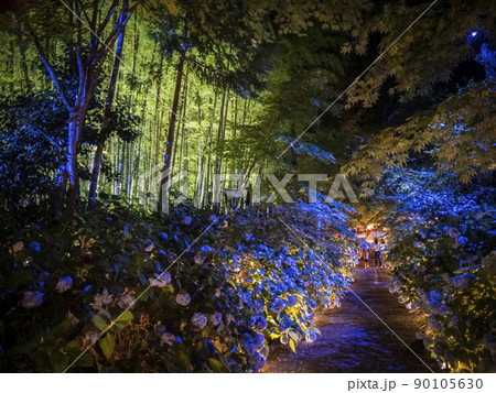 【秋田県】男鹿半島 雲昌寺の紫陽花 ライトアップ 90105630