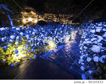 【秋田県】男鹿半島 雲昌寺の紫陽花 ライトアップ 90105633