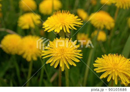 Low angle Close up of Dandelion Flowers or Weeds Growing in Grass in Spring Low angle Close up of Dandelion Flowers or Weeds Growing in Grass in Spring 90105686