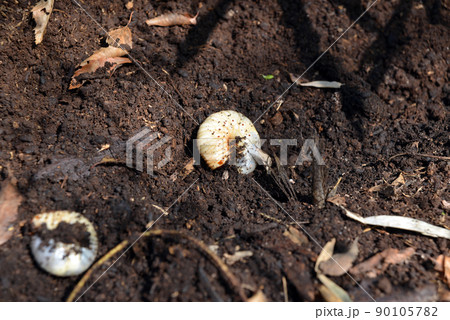 昆虫の王様 カブトムシの幼虫 昆虫の王様 カブトムシの幼虫 90105782