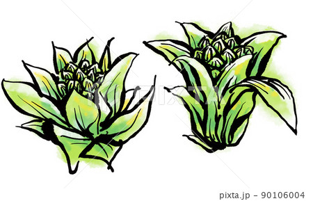 「ふきのとう」の手書きイラスト(筆書き墨絵風) 「ふきのとう」の手書きイラスト(筆書き墨絵風) 90106004