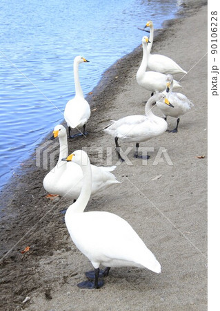 湖に佇む数羽の白鳥、屈斜路湖の白鳥 90106228