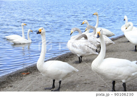 湖に佇む数羽の白鳥、屈斜路湖の白鳥 90106230