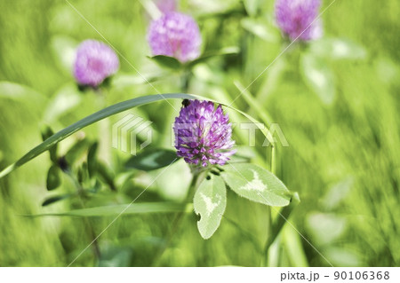 スナップ写真 90106368