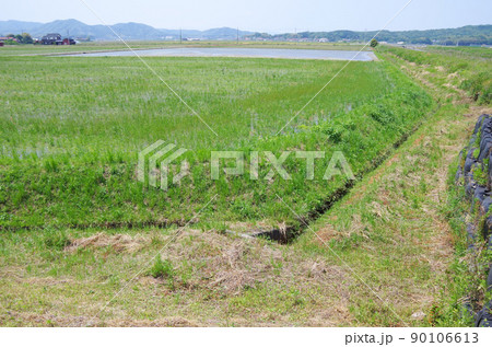 水田の用水路に沿った法面の雑草が成長している状態 90106613