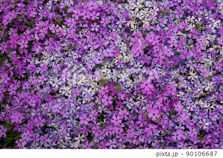 Full Frame Macro Close up of Beautiful Pink and Purple Phlox Subulata, Moss Phlox, or Creeping Phlox 90106687