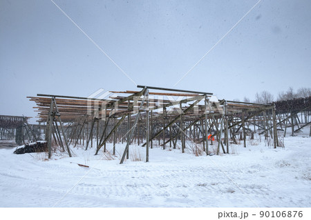 Fishery industry with dried Cod fish hanging and drying on wooden rack on snowing day in winter at Lofoten islands 90106876