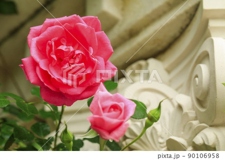 薔薇 薔薇 90106958
