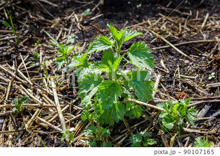 Young green bush of common nettle 90107165