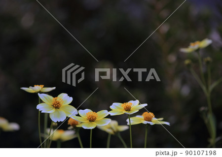黄色のグラデーションが美しい花(ウインターコスモス、ビデンス) 黄色のグラデーションが美しい花(ウインターコスモス、ビデンス) 90107198