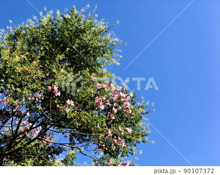 Ceiba speciosa with its flowers in a day of blue sky and strong sun Ceiba speciosa with its flowers in a day of blue sky and strong sun 90107372