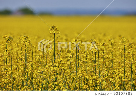 Close up of Yellow Canola Flowers in a Farm Field Against a Sunny Blue Sky Close up of Yellow Canola Flowers in a Farm Field Against a Sunny Blue Sky 90107385