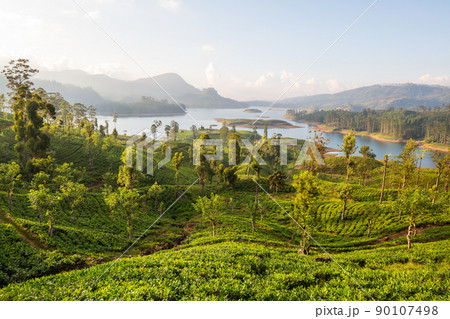 Tea plantation 90107498