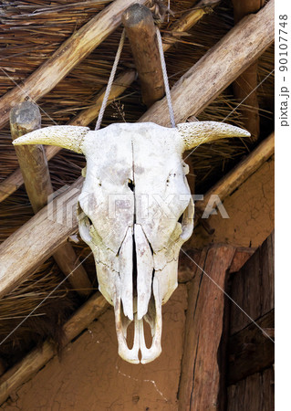 animal skull - a cow skull with horns, hanging on a wooden beam, close-up and front view 90107748