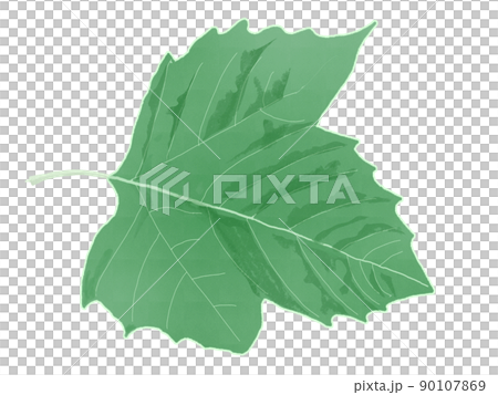 背景部分，梧桐葉，1 梧桐 90107869