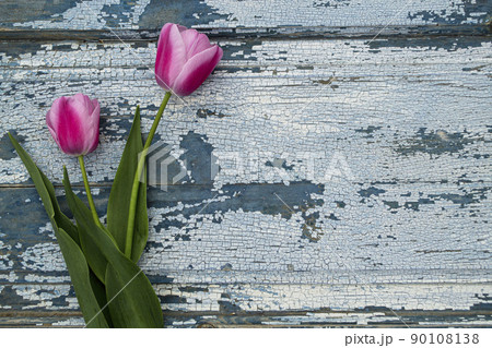 Red tulips on a gray wooden background close-up, backgrounds and textures.  90108138