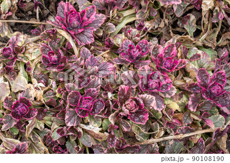 Bugleweed's colorful leaves (Ajuga reptans). Medicinal plants Bugleweed's colorful leaves (Ajuga reptans). Medicinal plants 90108190