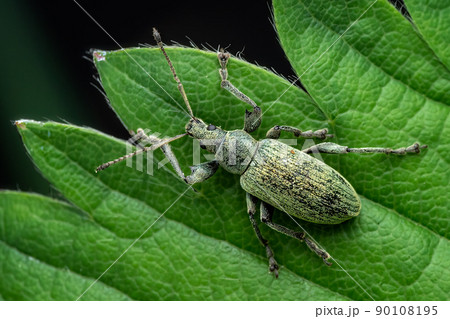 Beetle of Otiorhynchus on a strawberry leaf. Beetle of Otiorhynchus on a strawberry leaf. 90108195