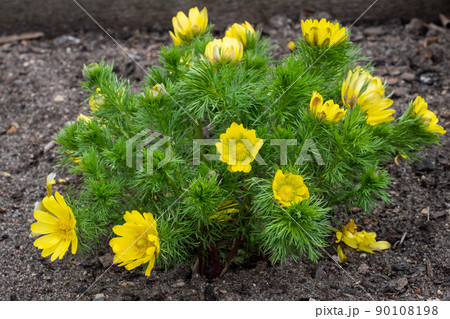 Adonis vernalis or spring pheasant's eye green plant with yellow flowers. Medicinal plants Adonis vernalis or spring pheasant's eye green plant with yellow flowers. Medicinal plants 90108198