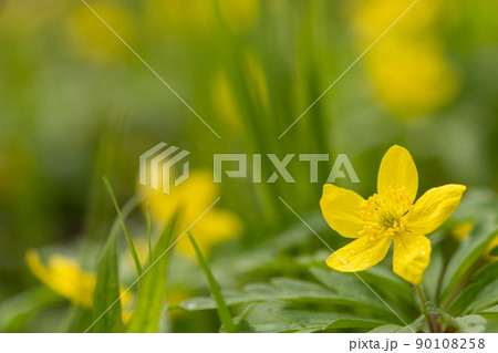 Yellow spring flower on a green background. Postcard, combination of yellow and green Yellow spring flower on a green background. Postcard, combination of yellow and green 90108258