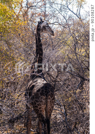 Closeup of an Angolan Giraffe hiding in the Bushes Closeup of an Angolan Giraffe hiding in the Bushes 90108287