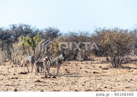 Zebras in Etosha National Park Zebras in Etosha National Park 90108300