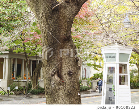 異国情緒漂う神奈川県横浜市山手の西洋館の晩秋（紅葉） 90108522