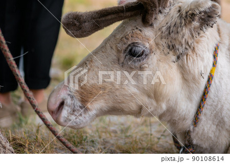 Portrait of sad white siberian deer lying and resting at farm, zoo - close up 90108614