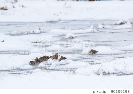 【野鳥】雪の上で休憩するタシギ 【野鳥】雪の上で休憩するタシギ 90109198