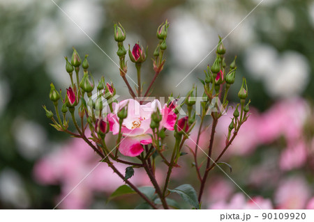 花開くとき 花開くとき 90109920