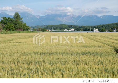 夏の緑の麦畑と山並み　十勝岳 90110111