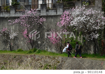 南浅川の桜並木 八王子市 南浅川の桜並木 八王子市 90110148
