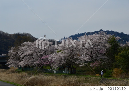 南浅川の桜並木 八王子市 南浅川の桜並木 八王子市 90110150