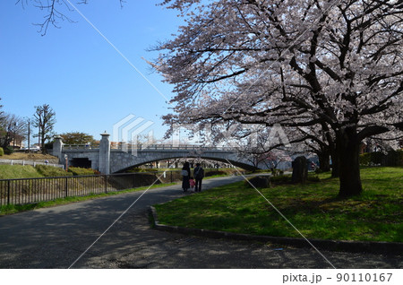 南浅川の桜並木　八王子市 90110167