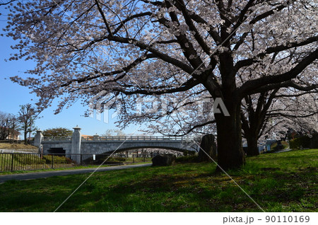 南浅川の桜並木 八王子市 南浅川の桜並木 八王子市 90110169