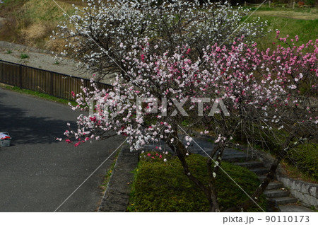 南浅川の桜並木 八王子市 南浅川の桜並木 八王子市 90110173