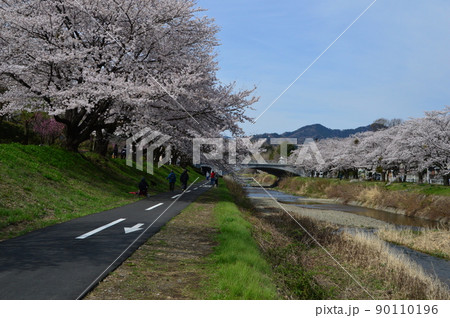 南浅川の桜並木 八王子市 南浅川の桜並木 八王子市 90110196